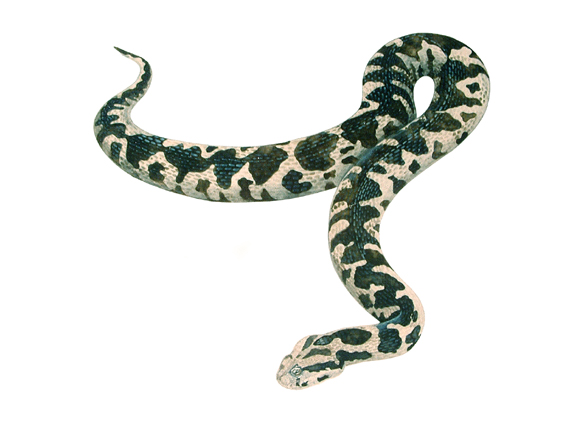 [AA03.2  Vipera xantina.jpg] - Click here to view the image in full size.
